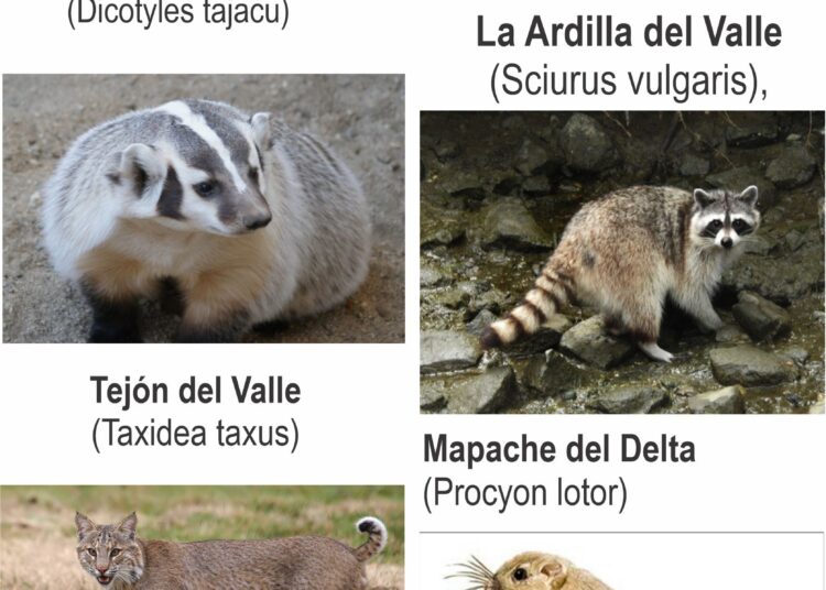 El Consejo del Último  Valle en el año 2147