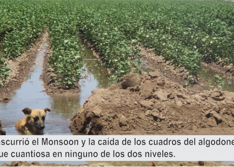 Director del CBTis #33 presenta Informe 2024-2025